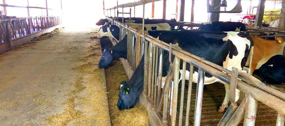 caso-de-sucesso-contra-mastite-em-vacas-leiteiras-granja-florinda