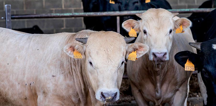 header-biosecurity-farms-covid-19-D