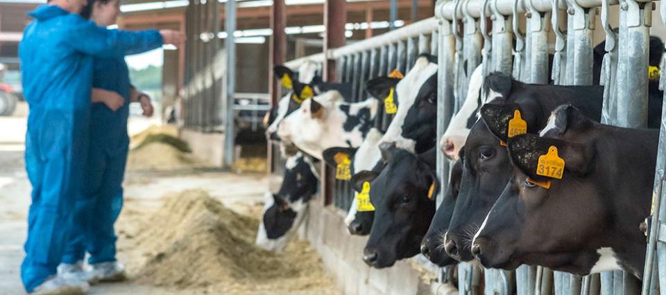 Case Report: Field experience with a polyvalent mastitis vaccine on a commercial dairy farm infected with Klebsiella