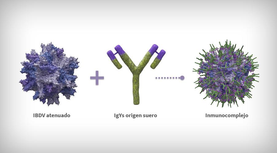 ES-virus-gumboro-IBDV-coated-antibodies-IgY-4