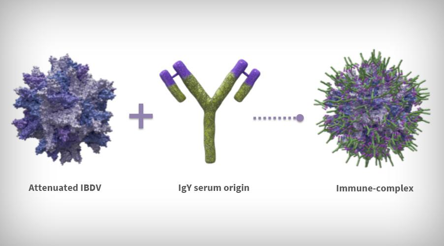 basis-virus-gumboro-IBDV-coated-antibodies-IgY