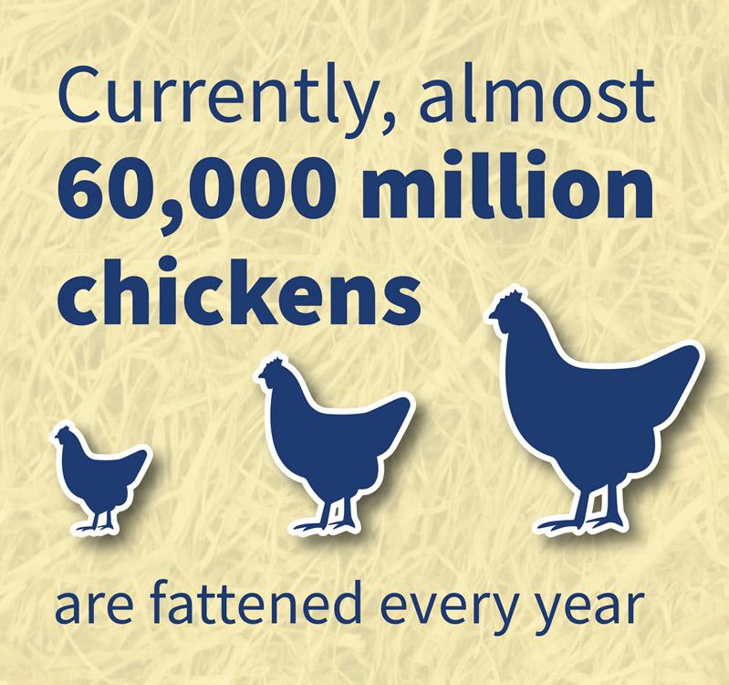 infographic-number-chicken-fattened-2