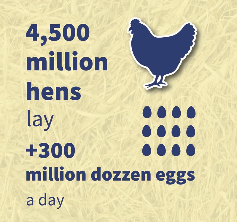infographic-number-hens-lay-eggs-1