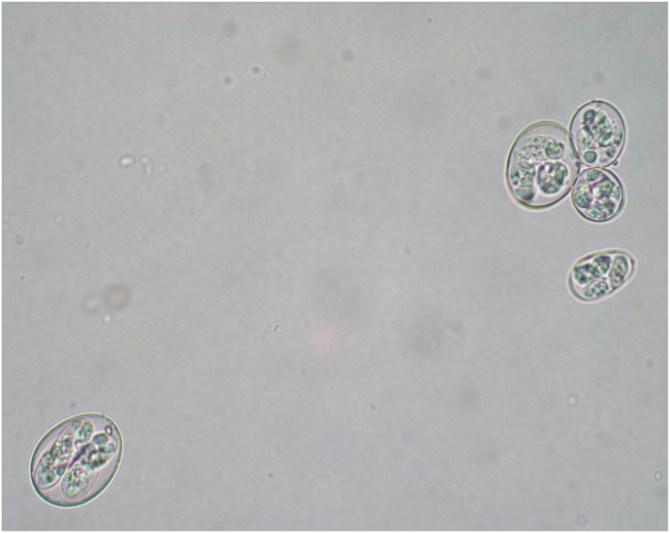 oocysts-o-5-species-included-in-HIPRACOX