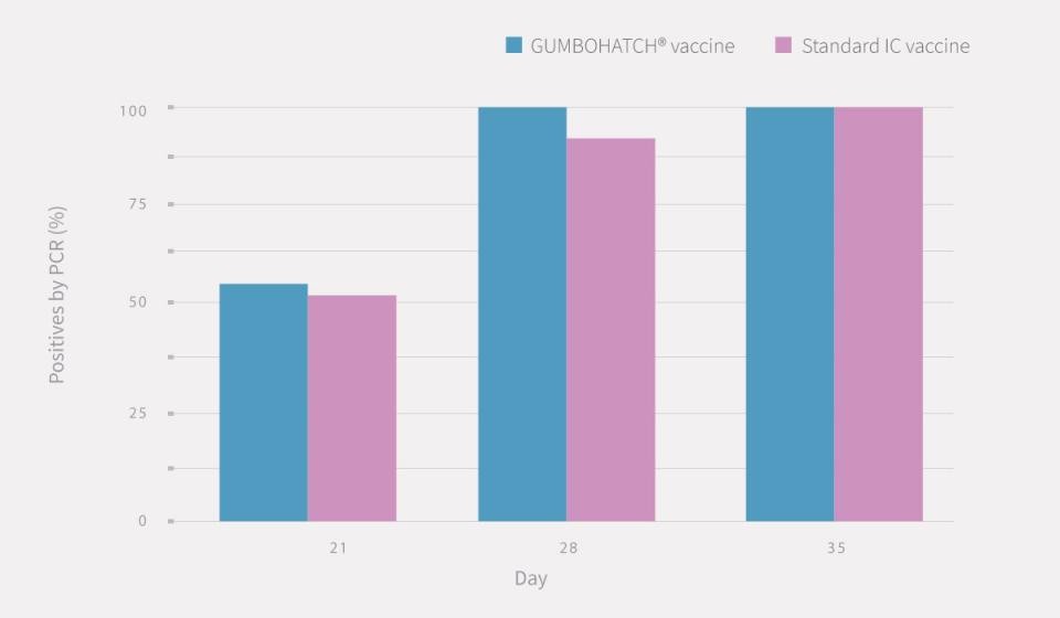 pcr-positivity-gumboro-vaccine