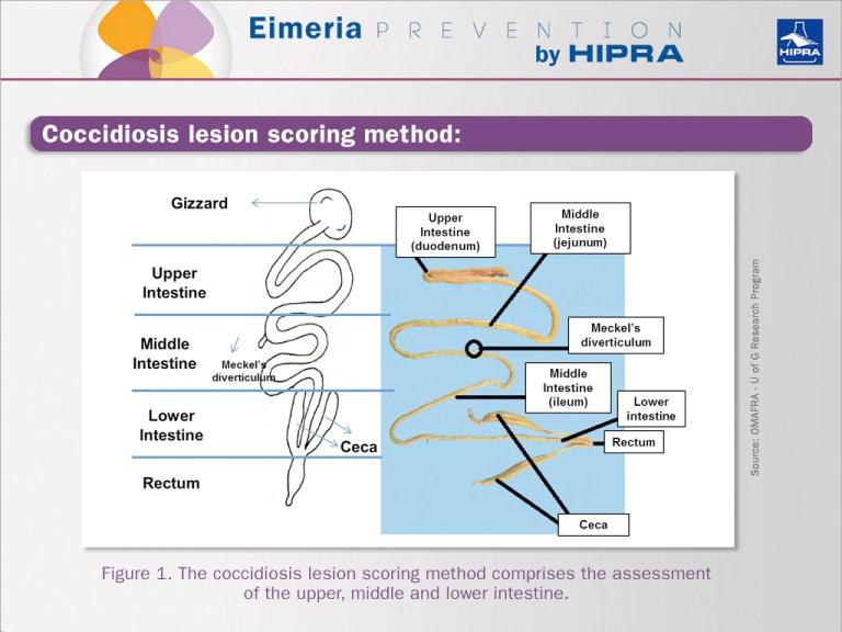 Coccidiosis-lesion-scoring-method.jpg Coccidiosis-lesion-scoring-method