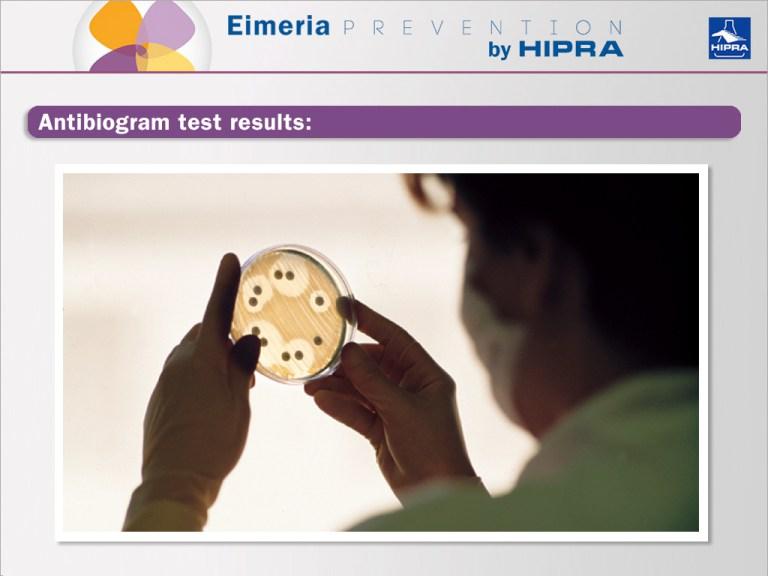 antibiotic-free-antibiogram-test-results.jpeg antibiotic-free-antibiogram-test-results