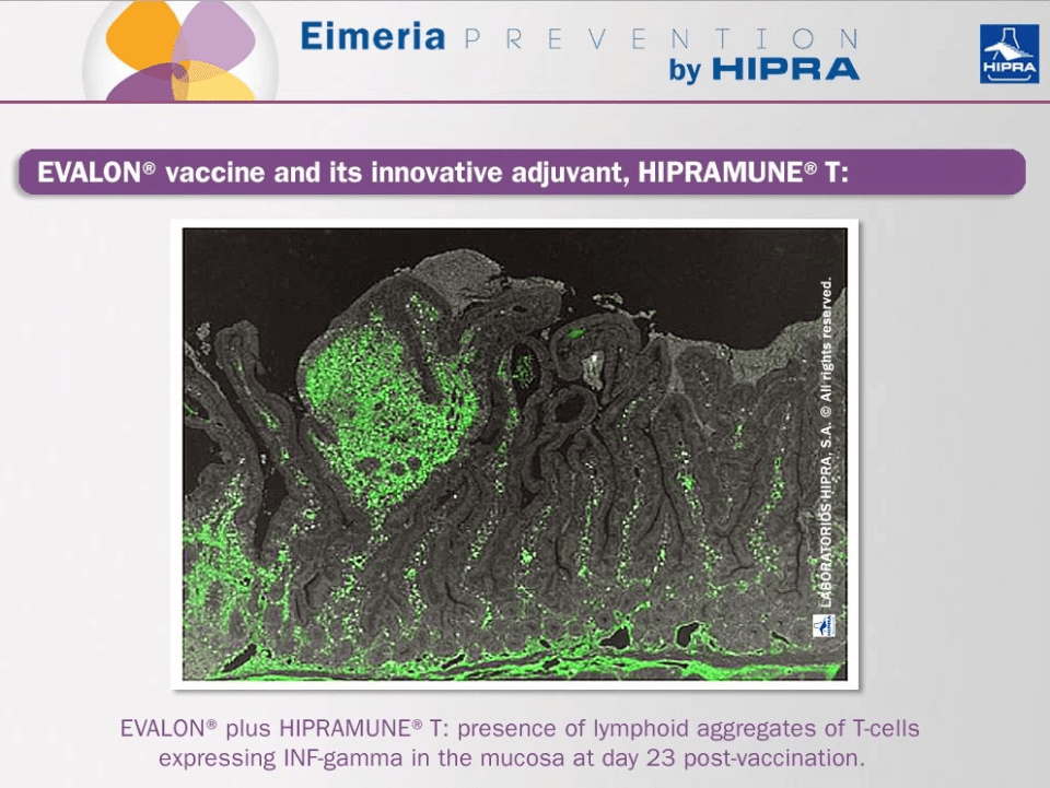 eimeria+(1).png eimeria+(1)