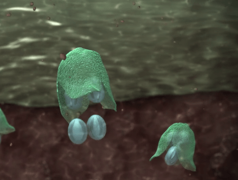 eimeria3.png eimeria3