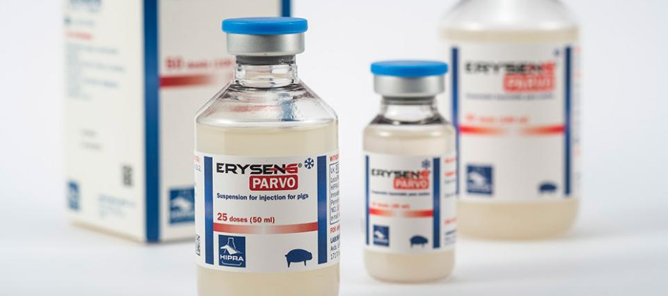 eryseng-parvo-canada