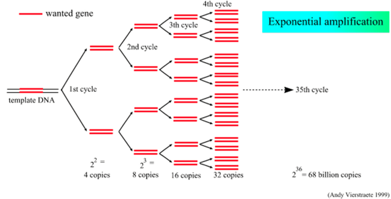 table-exponential