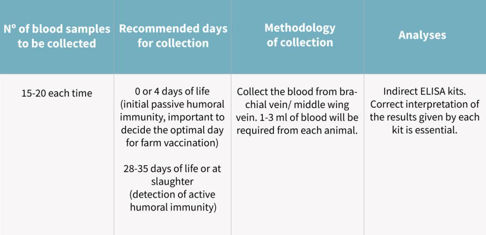 tcontrolling-gumboro-disease-ibd-vaccination1