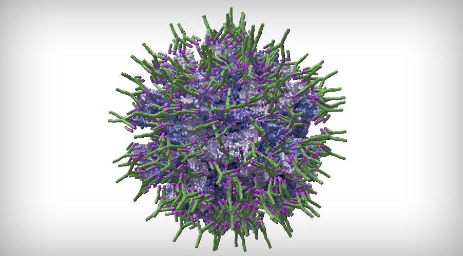 virus-gumboro-IBDV-coated-antibodies-IgY.jpg virus