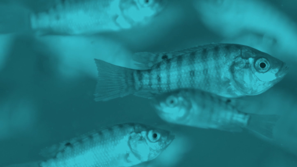 fish vaccination