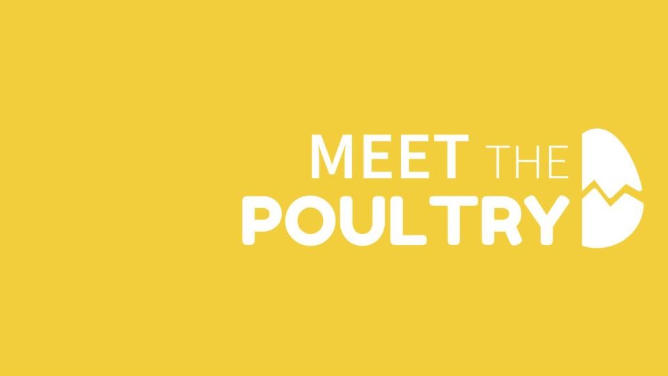 Meet the Poultry