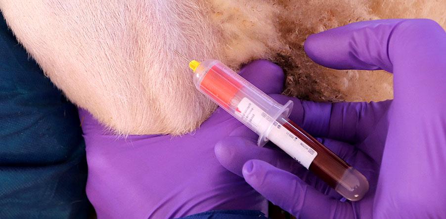 abortion-sheep-blood-samples-diagnosis