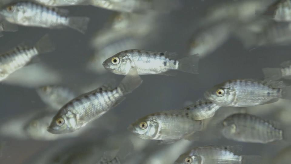 aqua tilapia