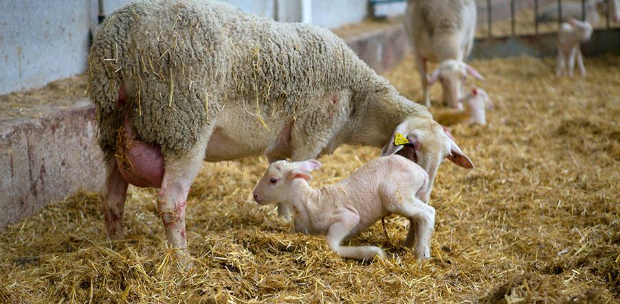 infetious-agent-sheep-abortions