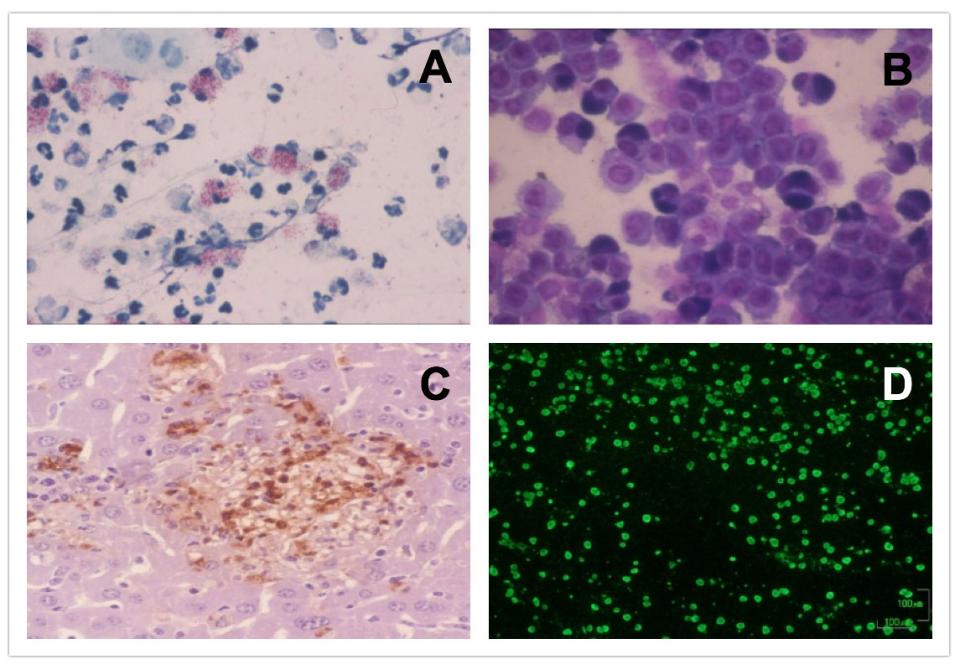 ovine-enzootic-abortion-diagnosis-techniques