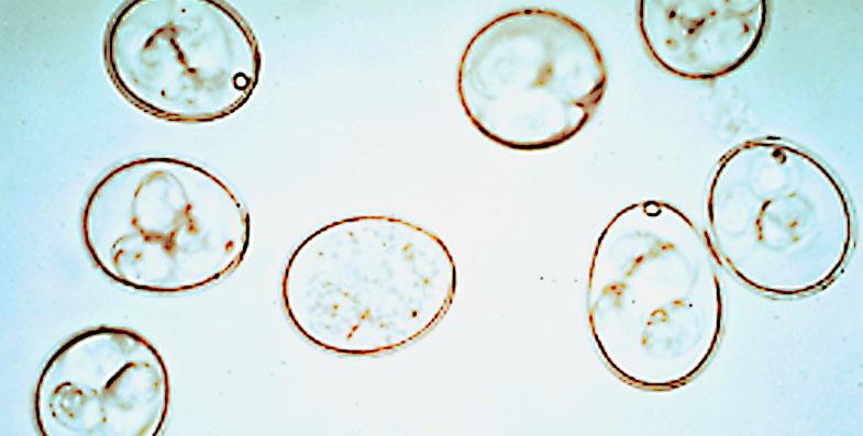 coccidia-oocysts-in-caeca3