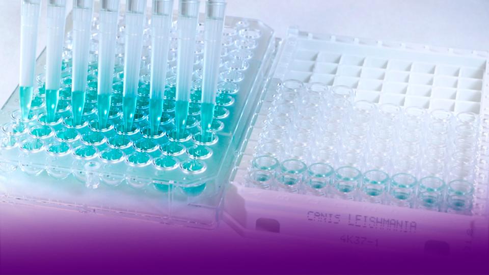 Leishmania