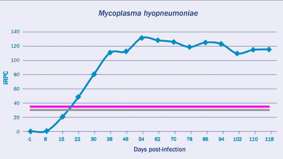 mycoplasma