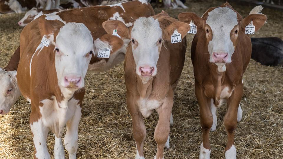 Detect and protect Mannheimia haemolytica