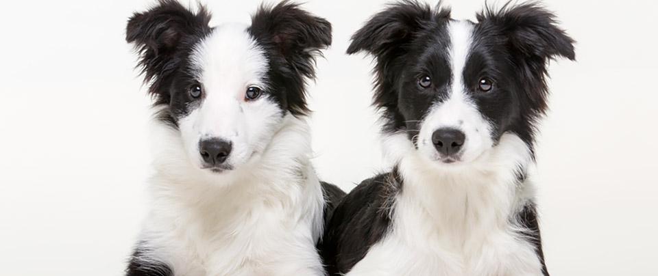 Dogs Animal Health