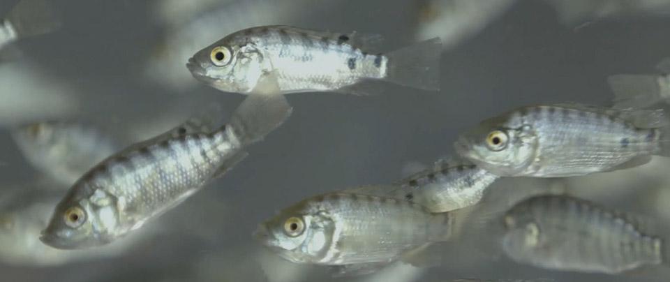 Fish Animal Health