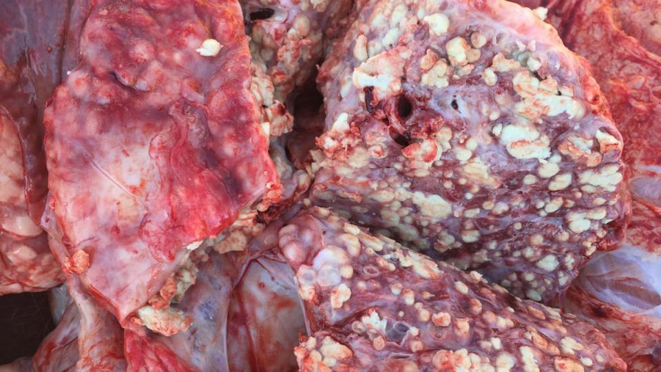 mycoplasma bovis and BRD