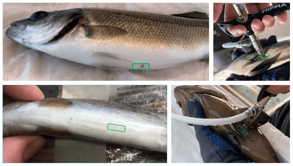 fish vaccination welfare immunisation