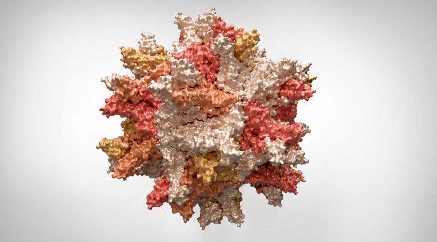 virus-bursa-c-gumboro-disease-2