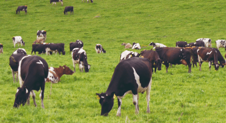 prevalence of bacteria in bovine pneumonia