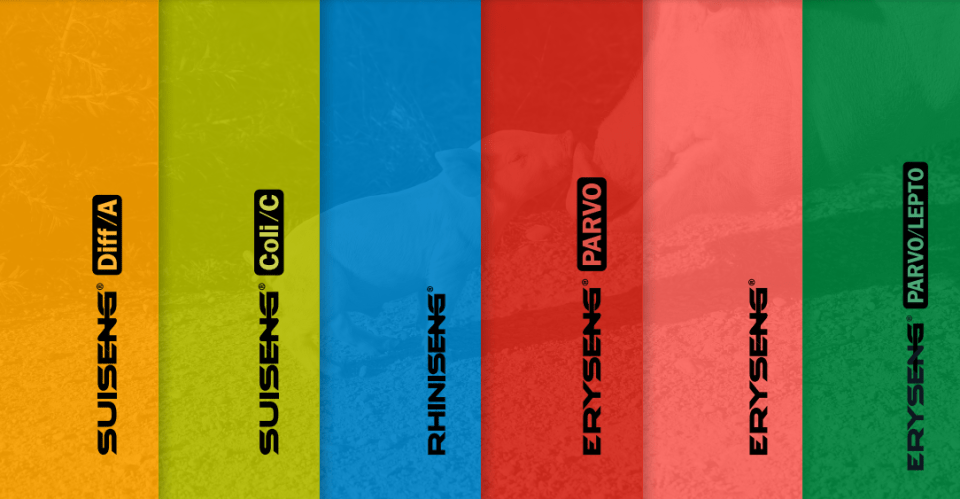 swine vaccines hipra