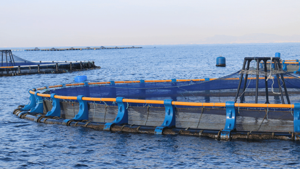 Aquaculture