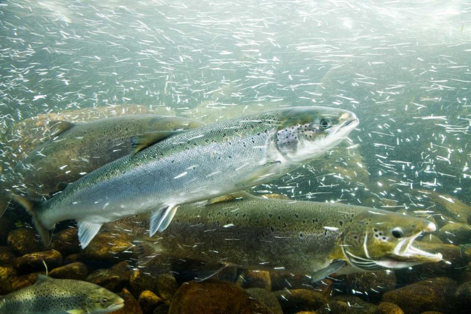 salmon