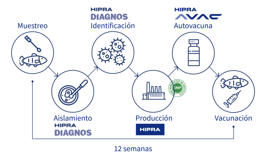 AVAC Autogenous vaccine