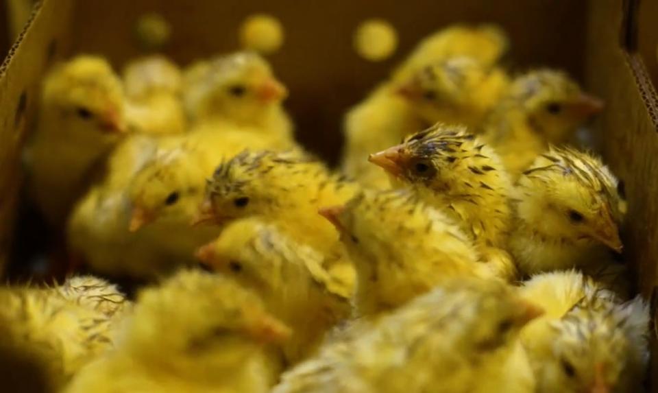 poultry coccidiosis broilers challenge
