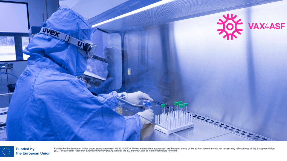 The European VAX4ASF project will study next-generation vaccines against African Swine Fever (ASF)