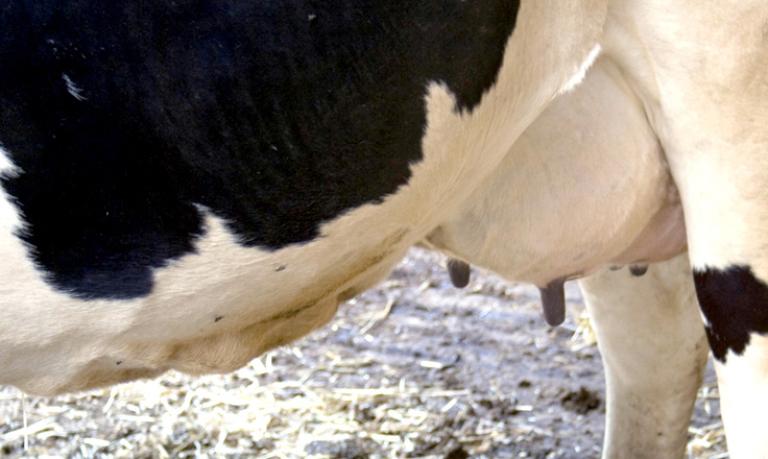 Cattle2-mastitis