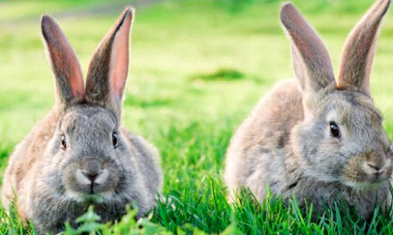 RABBIT