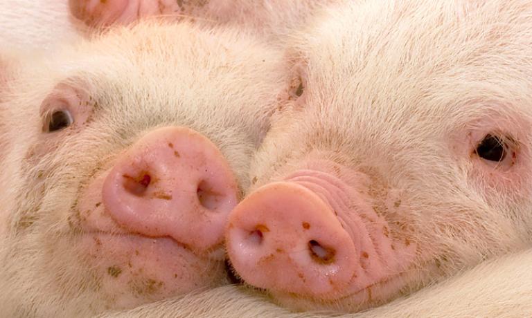 atrophic-rhinitis-pigs-1