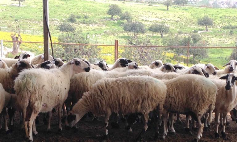 mastitis-in-small-ruminants