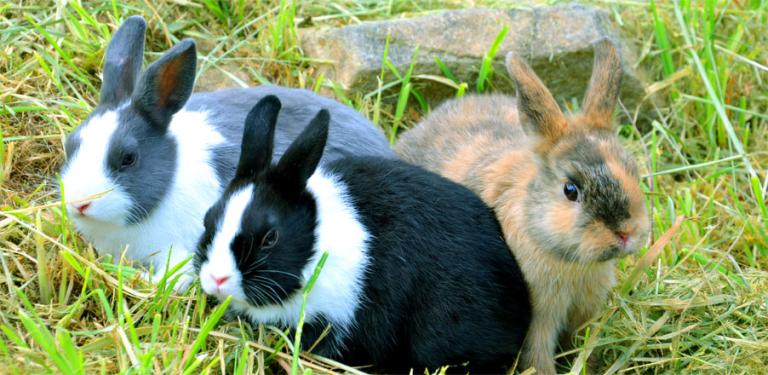 rabbits-vaccines