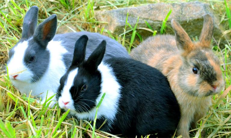 rabbits