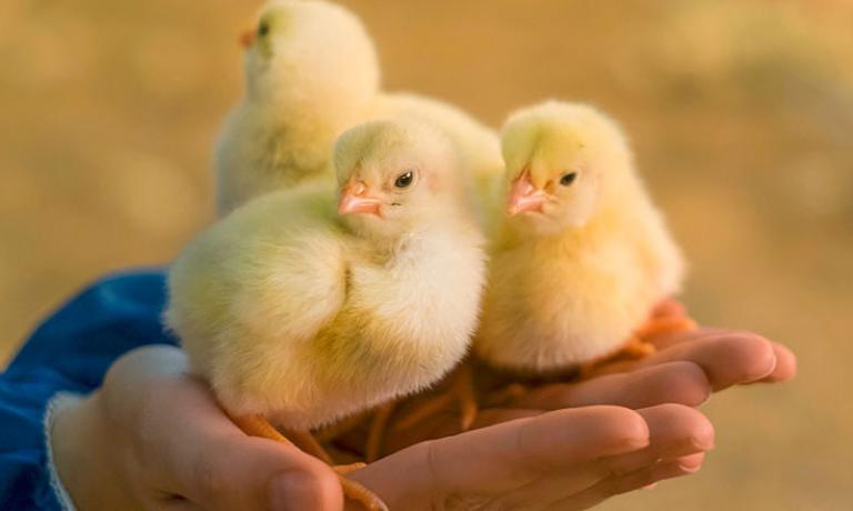 Coccidiosis-vaccines-safety2