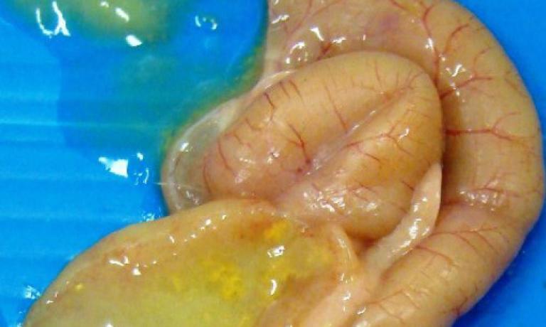 Eimeria-praecox-in-the-duodenum