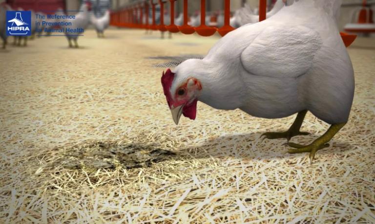 eimeria-biological-cycle