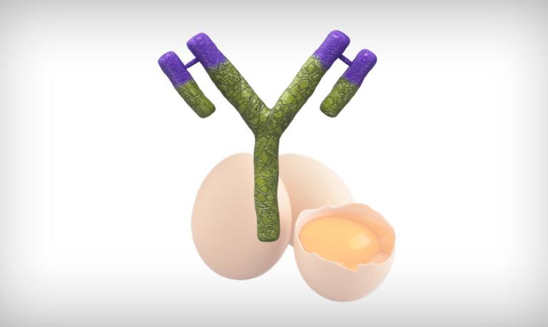 immune-complex-gumboro-vaccine-IgY-egg