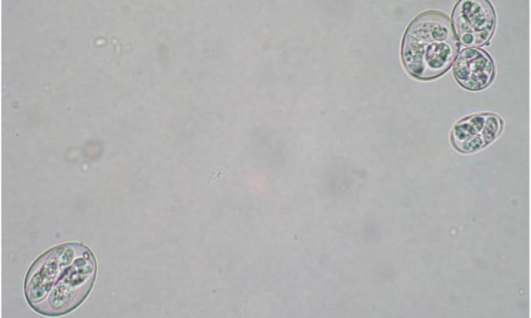 oocysts-o-5-species-included-in-HIPRACOX